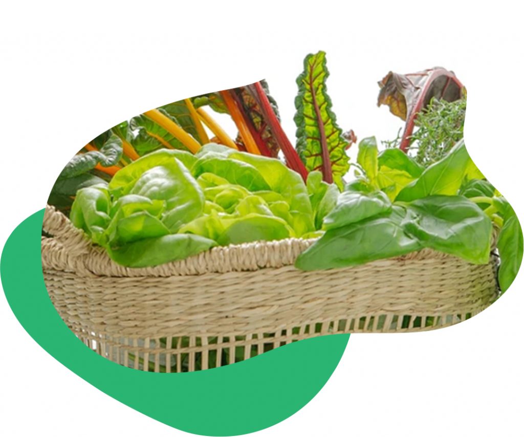 green bundle